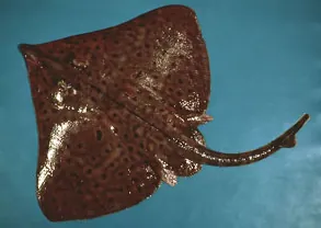 barndoor skate: dipturus laevis, one of the largest skates, native to the northwestern Atlantic