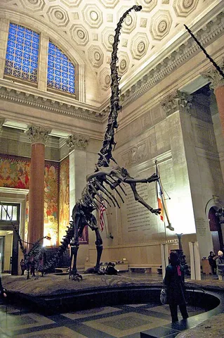 barosaurus: any member of the genus Barosaurus of long-tailed, long-necked, herbivorous dinosaurs