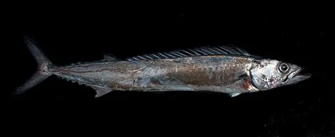 barracouta: a snoek, any member of the species Thyrsites atun of foodfish