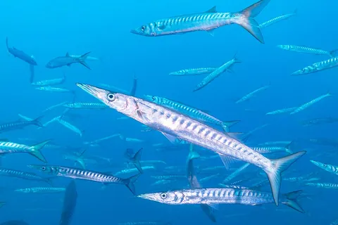 barracuda: any large marine fish of the genus Sphyraena that have elongated bodies, a projecting lower jaw,...