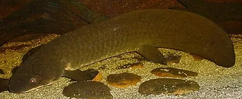barramunda: synonym of Australian lungfish