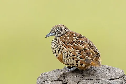 barred buttonquail: any member of the species Turnix suscitator, found from India to the Philippines