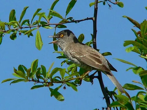 barred warbler: sylvia nisoria, an Old World warbler