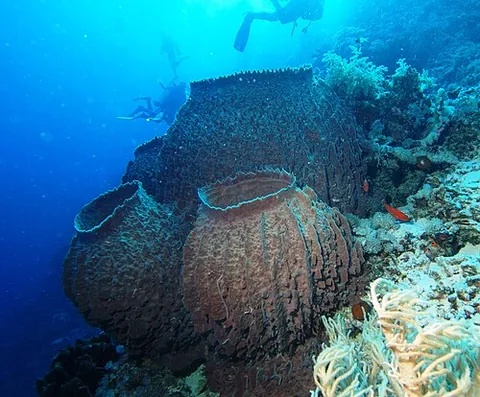 barrel sponge: a sponge of the genus Xestospongia, especially Xestospongia testudinaria
