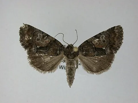 barrens chytonix: chytonix sensilis, a species of noctuoid moth