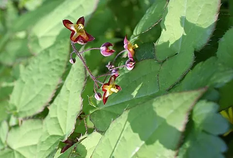 barrenwort: a herb, Epimedium alpinum, once thought to prevent conception