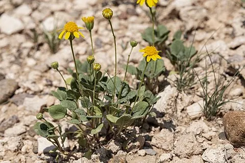 bartlett daisy: bartlettia scaposa, a species of small yellow-flowering plant, the only species in the genus...