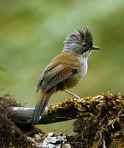 barwing: any of the birds in the genus Actinodura, found in South and Southeast Asia