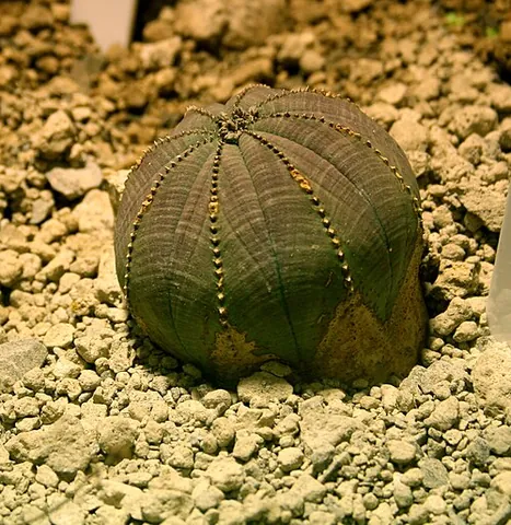 baseball plant: a type of succulent plant native to the Cape Provinces of South Africa, resembling a small round...