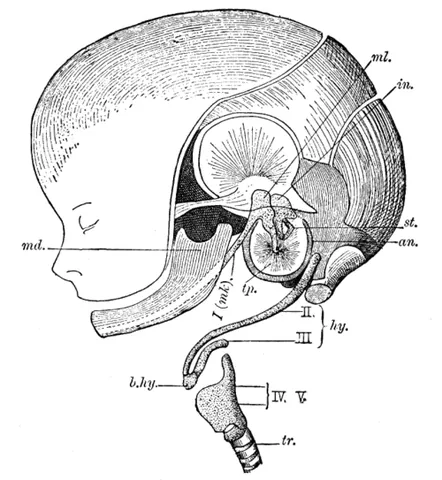 basihyal: either of two small bones that form the body of the inverted hyoid arch