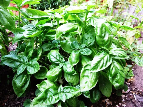basil: a plant (Ocimum basilicum)