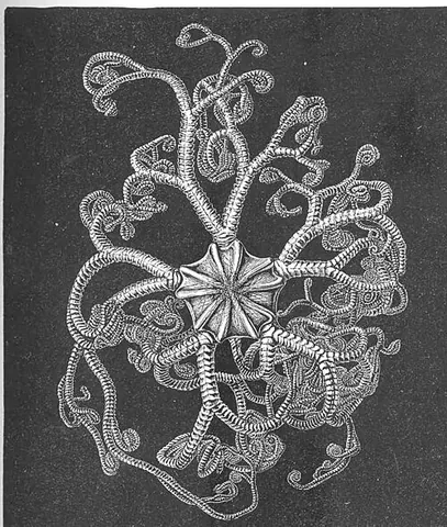 basket star: any brittle star with many-branched arms, that live in deep-sea habitats, principally in family...