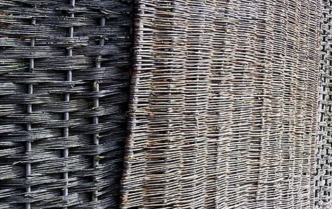 basket willow: a tree of species Salix purpurea (purple willow) or Salix viminalis (common osier)