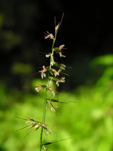 basketgrass: any of various grasses of the genus Oplismenus