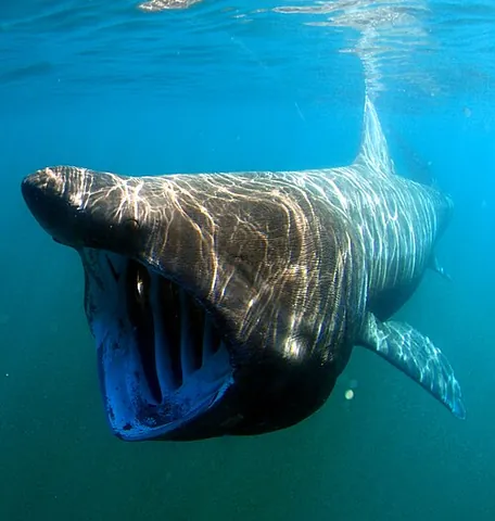 basking shark: a very large shark, Cetorhinus maximus, that feeds at or close to the surface by filtering plankton...