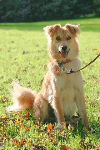 basque shepherd dog: a herding dog bred in the Basque regions of northern Spain and southern France