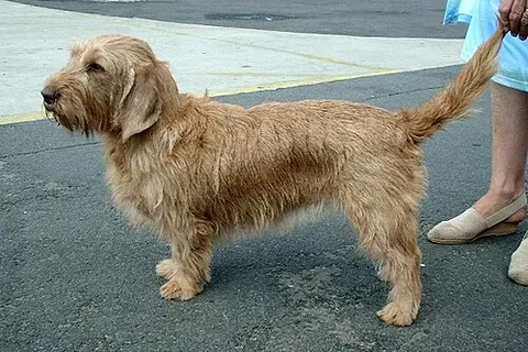 basset fauve de bretagne: a slow-moving basset-type dog that originated in France and is used both as a solitary dog and for...