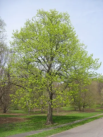 basswood: any of several trees of the genus Tilia; the lindens, especially Tilia americana, the American...