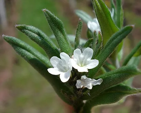 bastard alkanet: lithospermum arvense, a flowering plant of the family Boraginaceae, native to Europe and Asia and...