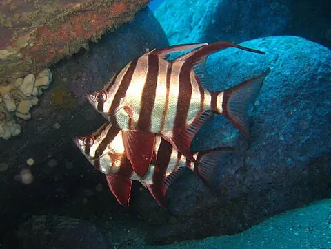bastard dory: an old wife: the fish Enoplosus armatus