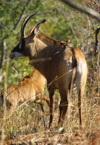 bastard gemsbok: roan antelope (Hippotragus equinus), native to savannas of the central latitudes of Africa