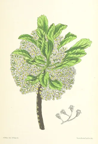 bastard gumwood: commidendrum rotundifolium, a gumwood tree endemic to Saint Helena which evolved from the...
