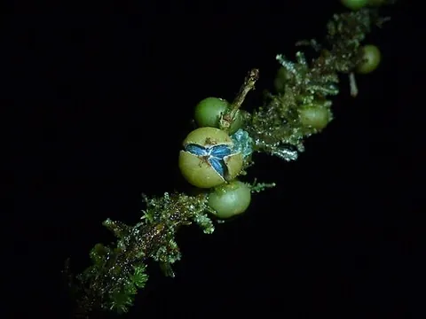 bastard hogberry: margaritaria nobilis, a plant of Mexico, Central America, South America, and the West Indies, which...