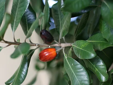 bastard ironwood: pouteria costata, a coastal tree native to New Zealand and Norfolk Island (Australia), in New...