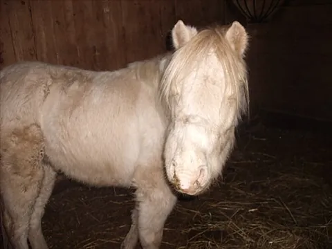 bastard strangles: a form of strangles, a bacterial upper respiratory tract infection of horses potentially causing...