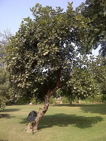bastard teak: butea monosperma, of south and southeast Asia, with many uses