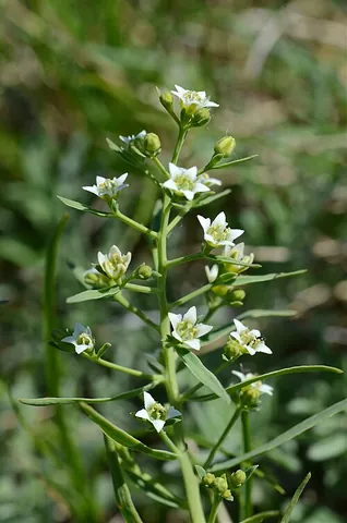 bastard toadflax: any plant in the genus Thesium