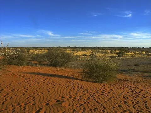 bastard umbrella thorn: acacia luederitzii, a tree of Namibia
