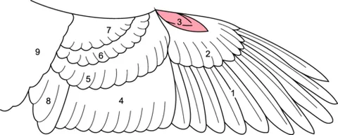 bastard wing: a tuft of feathers borne by the bony thumb-like structure in a bird's wing; alula