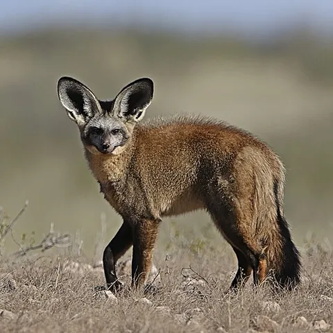 bat-eared fox: otocyon megalotis, a canid of the African savanna, with large black ears and tawny fur