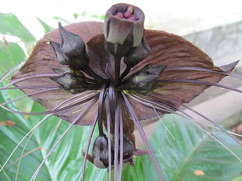 bat flower: any of several tropical plants in the genus Tacca which are grown for their distinctive flowers,...
