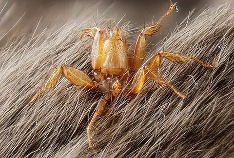 bat fly: any member of the family Nycteribiidae of flattened, spider-like parasitic flies without eyes or...