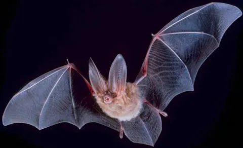 bat: any flying mammal of the order Chiroptera, usually small and nocturnal, insectivorous or frugivorous