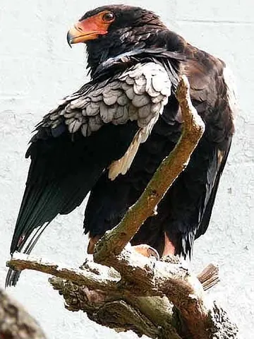 bateleur: any member of the species Terathopius ecaudatus of eagles, endemic to Africa and Arabia