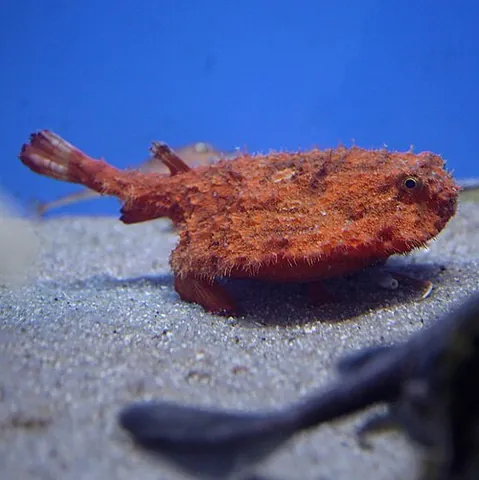 batfish: any of several anglerfish of the family Ogcocephalidae