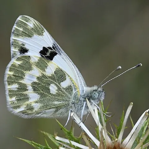 bath white: pontia daplidice, a small pierid butterfly, of western Asia and southern and central Europe,...