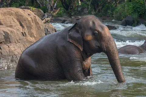 bathe: to clean oneself by immersion in water or using water; to take a bath, have a bath