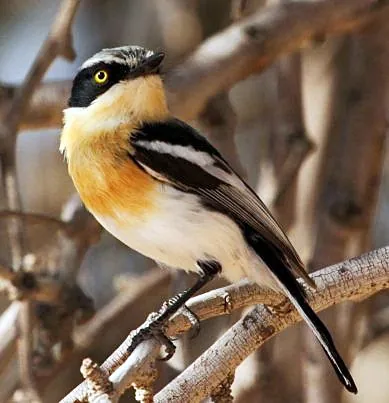 batis: any of several passerine birds in the genus Batis, related to wattle-eyes