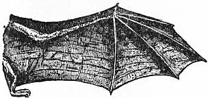 batwing: the wing of a bat, or its shape