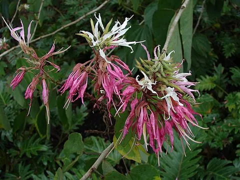 bauhinia: any of flowering plants of the Bauhinia genus, some of which are known as orchid trees