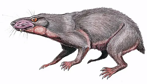 bauriamorph: any therocephalian therapsid of the superfamily Baurioidea