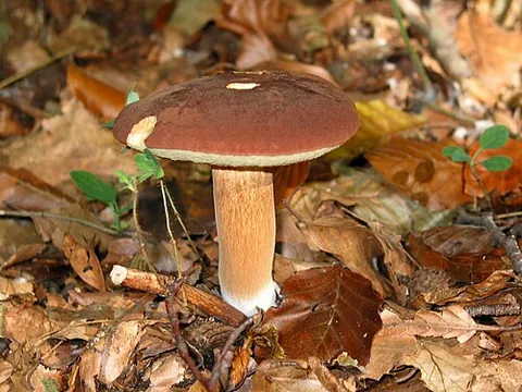 bay bolete: an edible, pored mushroom (Imleria badia), found in Europe and North America