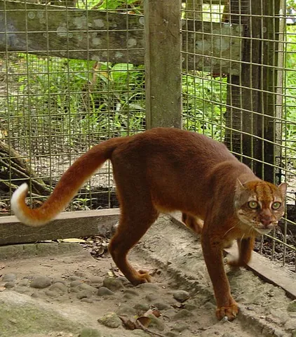 bay cat: catopuma badia (syn. Pardofelis badia), a small feline endemic to the island of Borneo