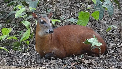 bay duiker: an antelope of species Cephalophus dorsalis, with a prominent black stripe down the center of its...