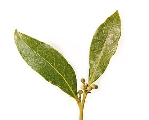 bay leaf: a herb derived from any of certain shrubs of the family Lauraceae and Myrtaceae, especially the bay...