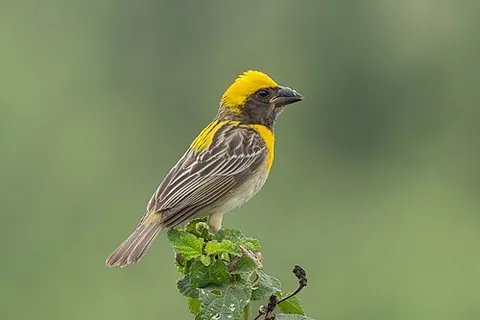 baya weaver: any member of the species Ploceus philippinus, of nest-building birds of southern Asia